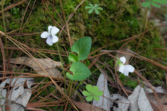 Viola grahamii