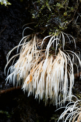 Pterulicium subsimplex