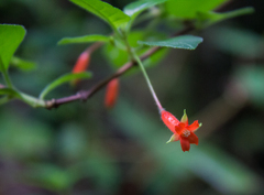 Fuchsia cylindracea