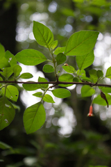 Fuchsia cylindracea