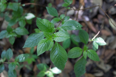 Fuchsia cylindracea