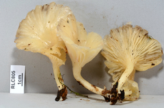 Pleurotus albidus