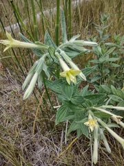 Lithospermum macromeria