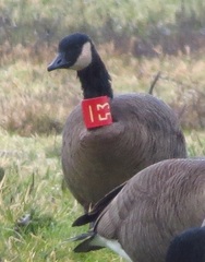 Branta canadensis occidentalis
