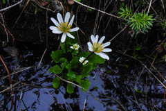 Caltha leptosepala
