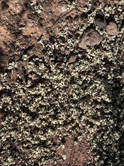 Xanthoparmelia semiviridis