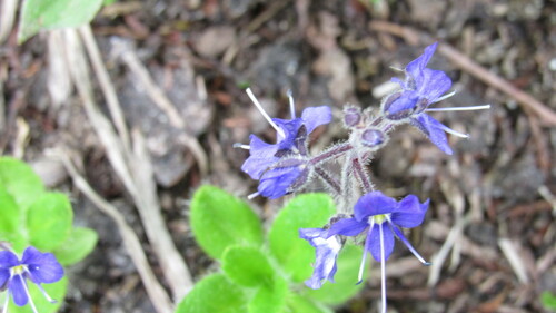 Image of Veronica grandiflora by no rights reserved