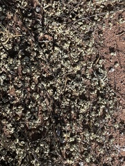 Xanthoparmelia semiviridis