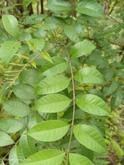 Tetradium ruticarpum