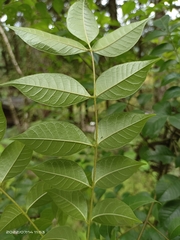 Tetradium ruticarpum