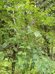 Tetradium ruticarpum