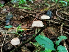 Marasmius congregatus