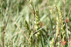 Spiranthes romanzoffiana
