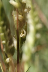 Spiranthes romanzoffiana