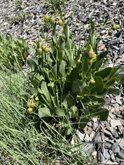 Senecio amplectens holmii