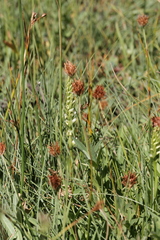 Spiranthes romanzoffiana