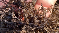 Odonthalia floccosa