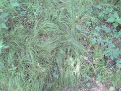 Carex socialis
