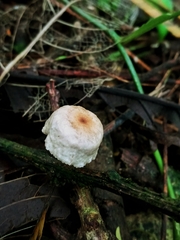 Marasmius congregatus