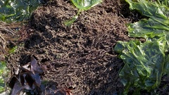Odonthalia floccosa