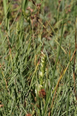 Spiranthes romanzoffiana