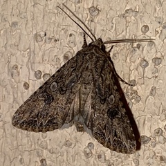 Anarta mutata