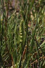 Spiranthes × stellata