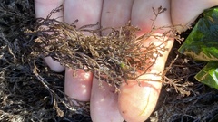 Odonthalia floccosa