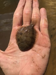 Trinectes maculatus