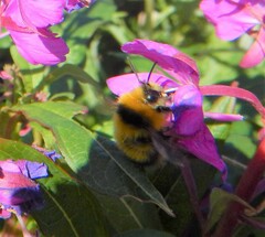 Bombus jonellus