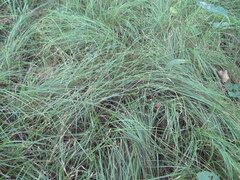 Carex socialis