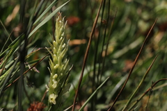 Spiranthes romanzoffiana