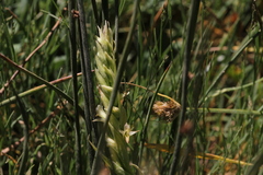 Spiranthes × stellata
