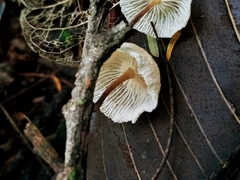 Marasmius congregatus