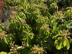 Schima superba superba