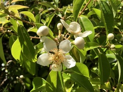 Schima superba superba