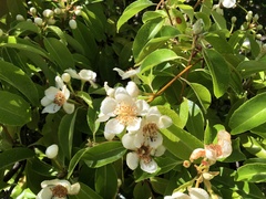 Schima superba superba