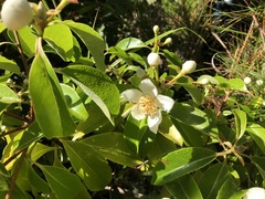 Schima superba superba