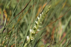Spiranthes × stellata