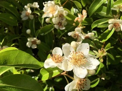 Schima superba superba