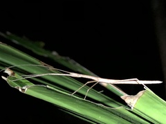 Sipyloidea larryi
