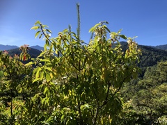 Schima superba superba