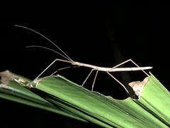 Sipyloidea larryi