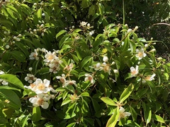 Schima superba superba