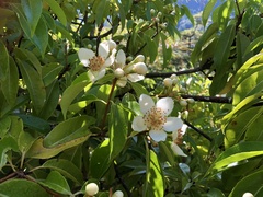 Schima superba superba