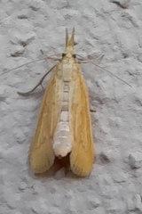 Donacaula forficella