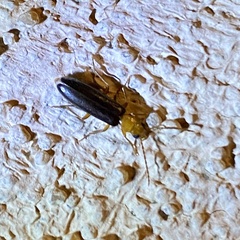 Xanthochroina bicolor