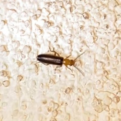 Xanthochroina bicolor