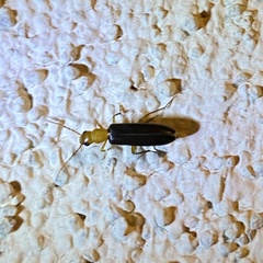 Xanthochroina bicolor