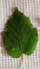 Magnoliopsida